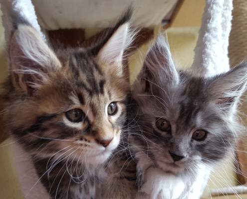 Errori frequenti e cibo non adatto al Maine Coon