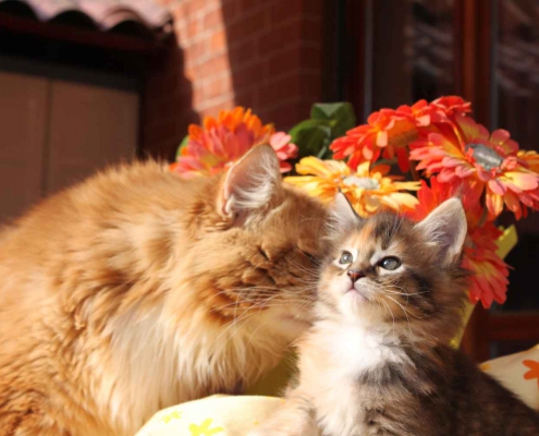 Perché amare un gatto Maine Coon: carattere dolce e giocoso, mai aggressivo