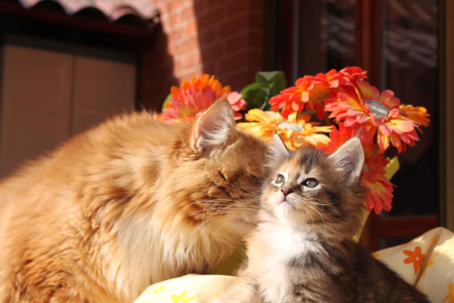 Perché amare un gatto Maine Coon: carattere dolce e giocoso, mai aggressivo