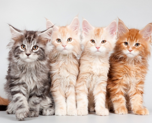 Quali sono i colori del gatto Maine Coon e come riconoscerli