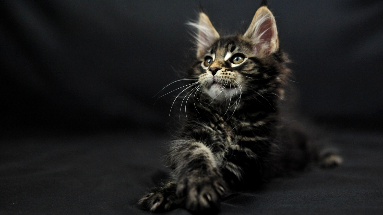 Le 5 caratteristiche fondamentali del Maine Coon - Gatti Maine Coon