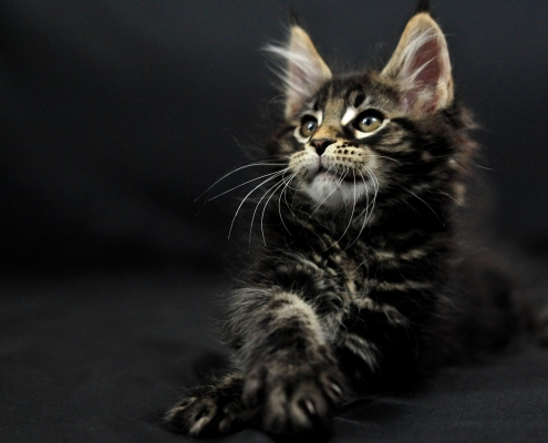 Le 5 caratteristiche fondamentali del Maine Coon