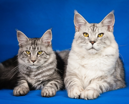 FeLV: leucemia virale felina