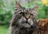 Maine Coon: caratteristiche principali Maine Coon: caratteristiche principali