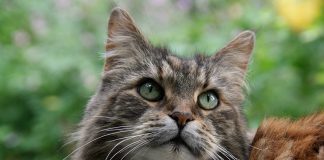 Maine Coon: caratteristiche principali Maine Coon: caratteristiche principali