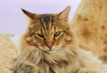 Come avere cura del pelo del gatto Come avere cura del pelo del gatto