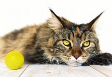 Qual è la dieta migliore per il tuo gatto Maine Coon? Qual è la dieta migliore per il tuo gatto Maine Coon?