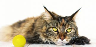 Qual è la dieta migliore per il tuo gatto Maine Coon? Qual è la dieta migliore per il tuo gatto Maine Coon?